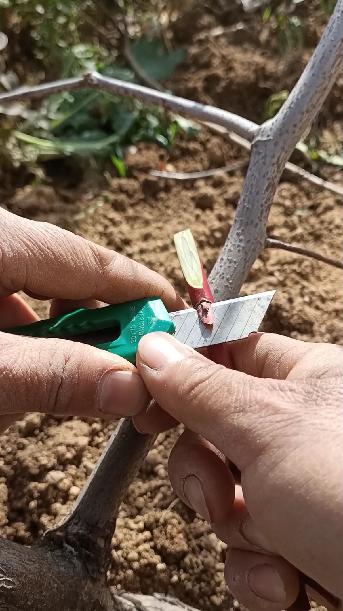 嫁接高手#芽接大枣技术,提高产量数倍