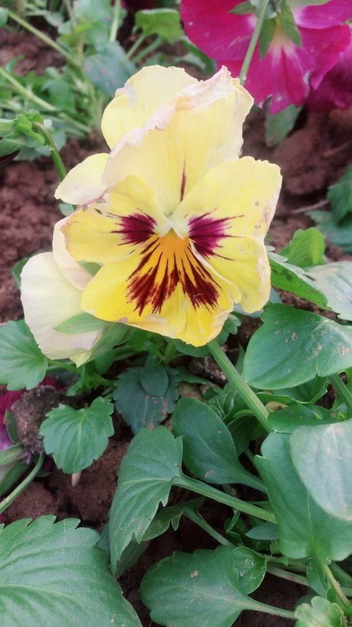 黄色的蝴蝶花!