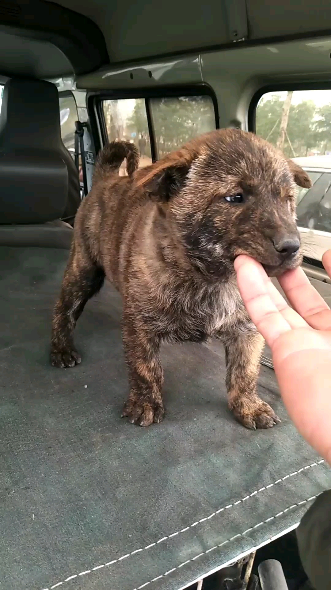 江西虎斑犬图片