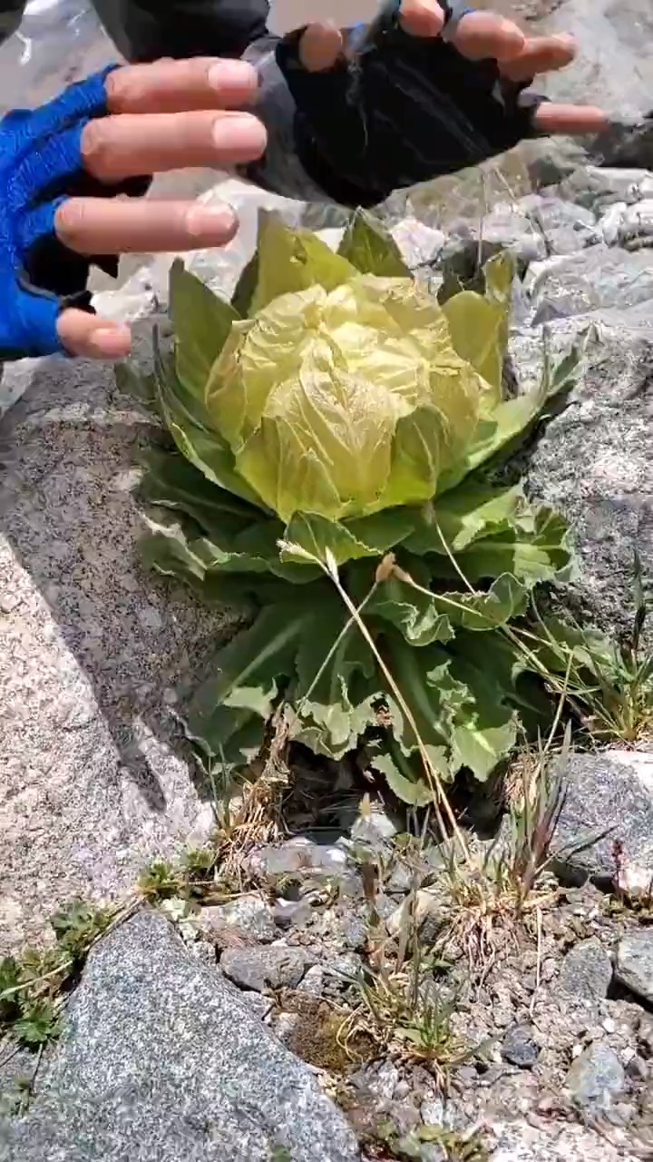 我要上热门#这就是传说中的天山雪莲,当手拿开那一刻,简直开眼了!