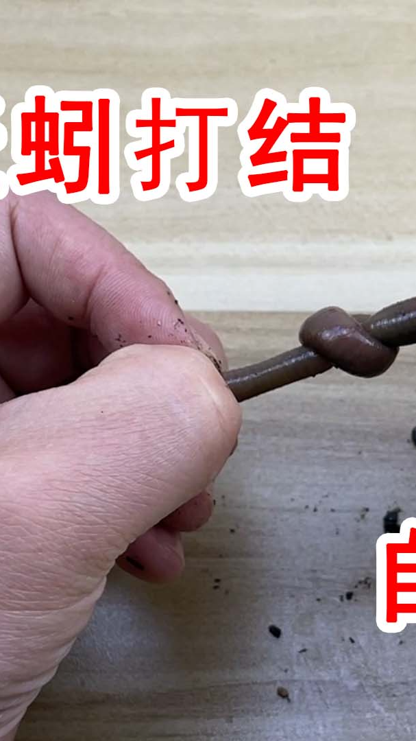 给蚯蚓打上一个结,它能自己解开吗?