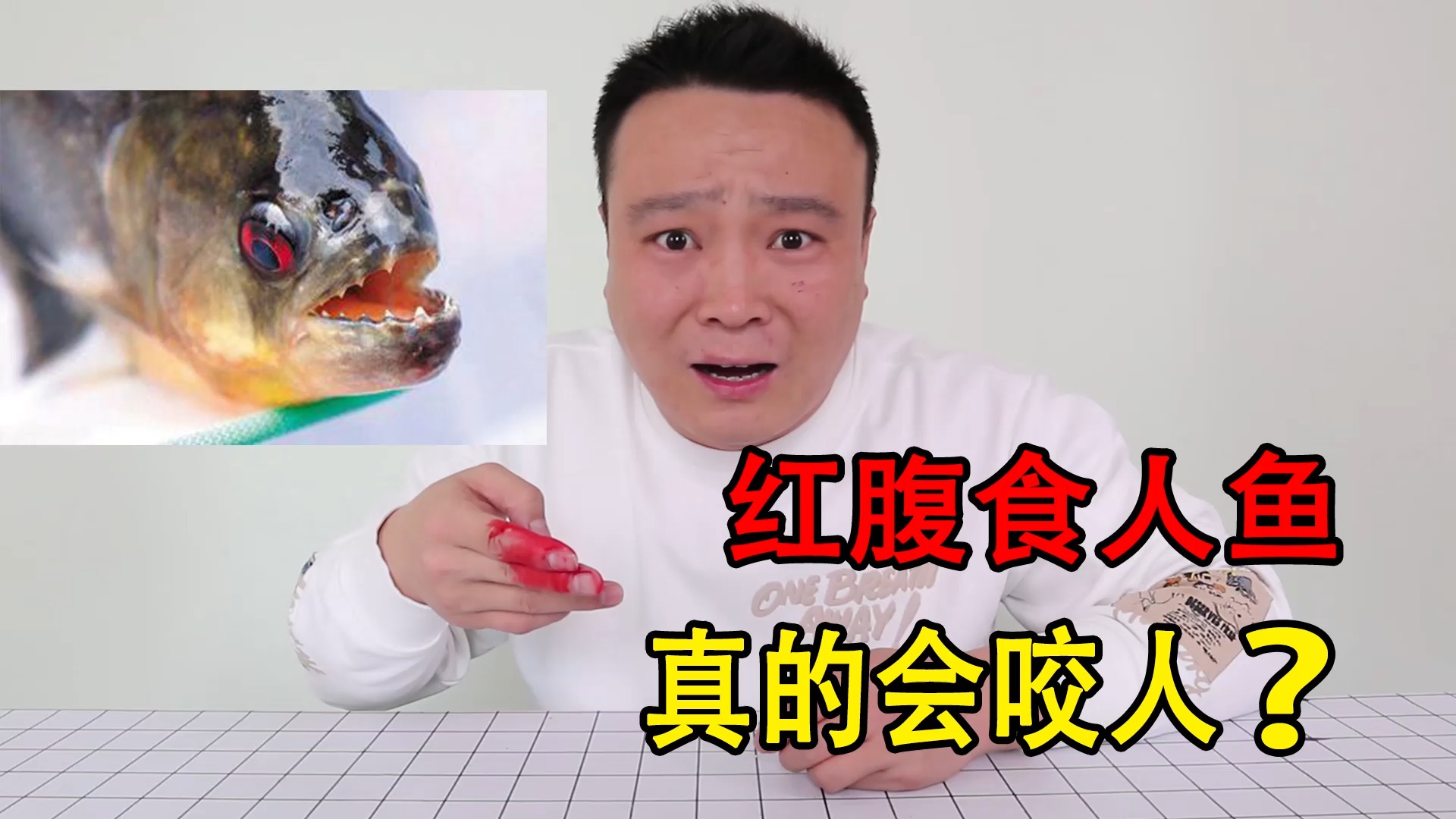 小浪哥開箱紅腹食人魚,它真的會咬人嗎?