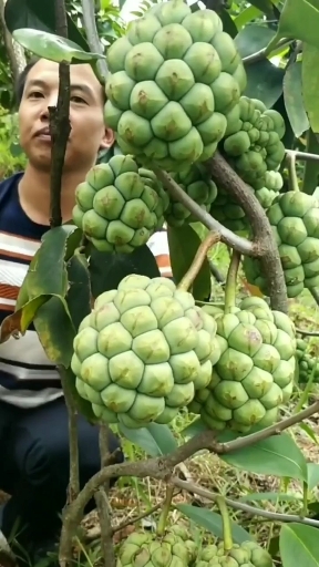 这才种植两年的小树产量都这么高了