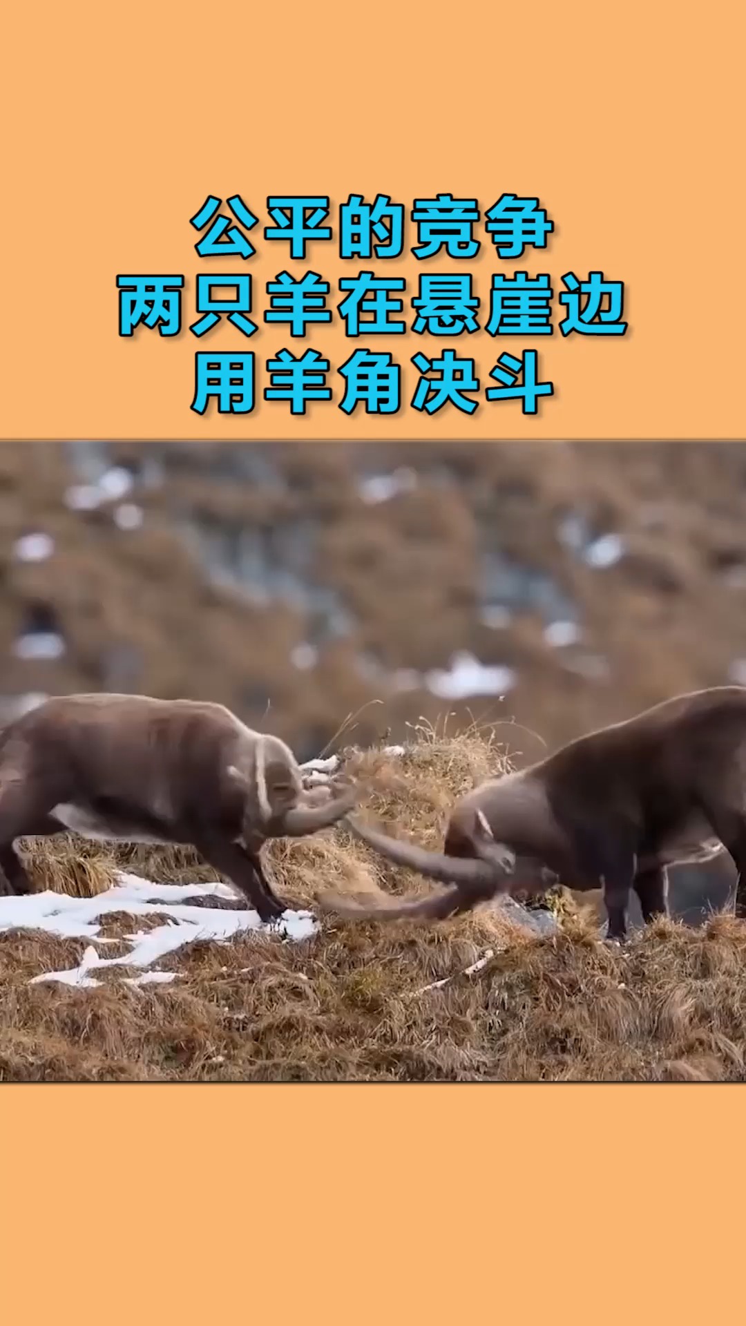 动物世界#公平的竞争,两只羊在悬崖边用羊角决斗