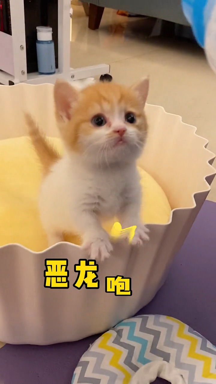 你扛得过大数据扛得了小奶猫的恶龙咆哮吗