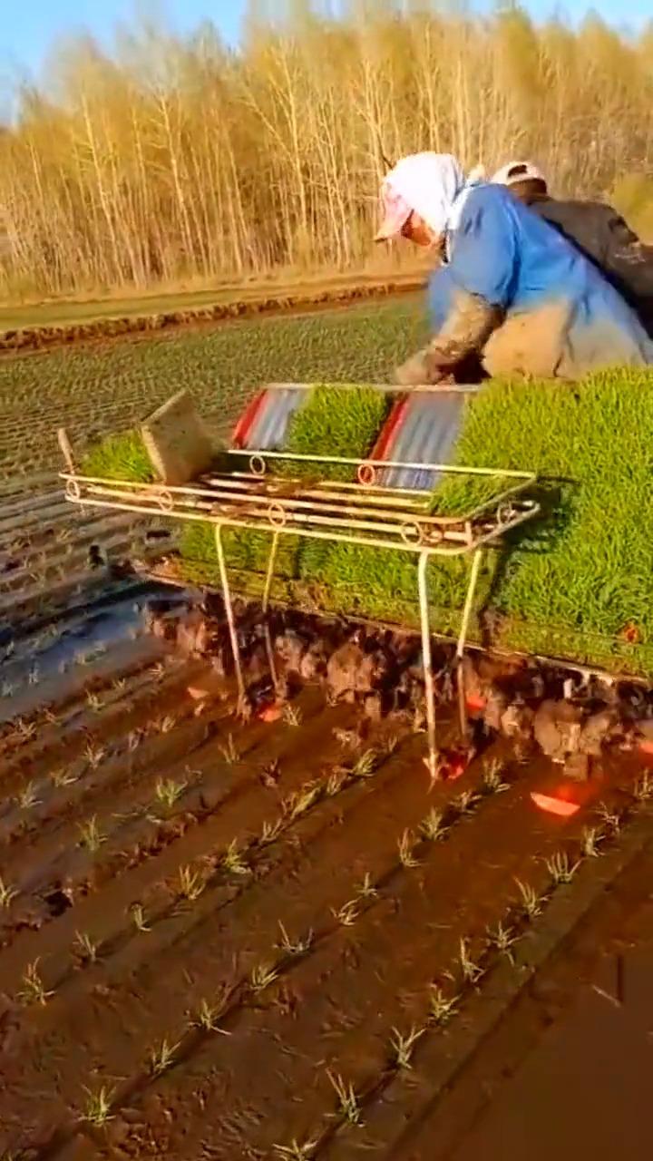 娱乐#自制插秧机,省力又省心