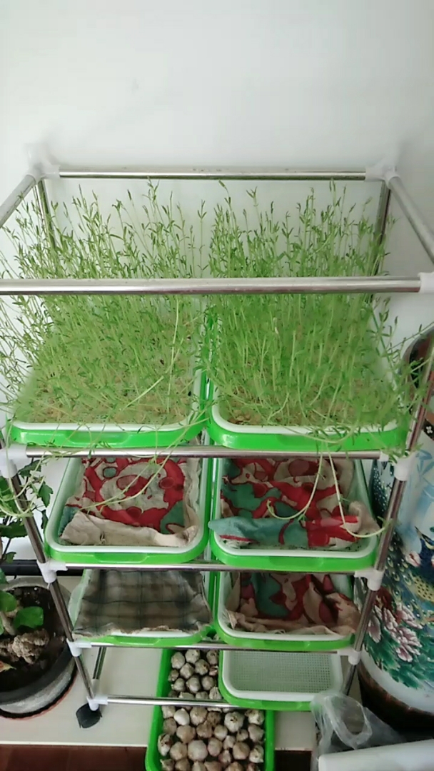无土栽培的芽苗菜