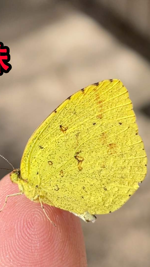 蝴蝶居然喜欢吃粑粑奇怪的知识又增加了