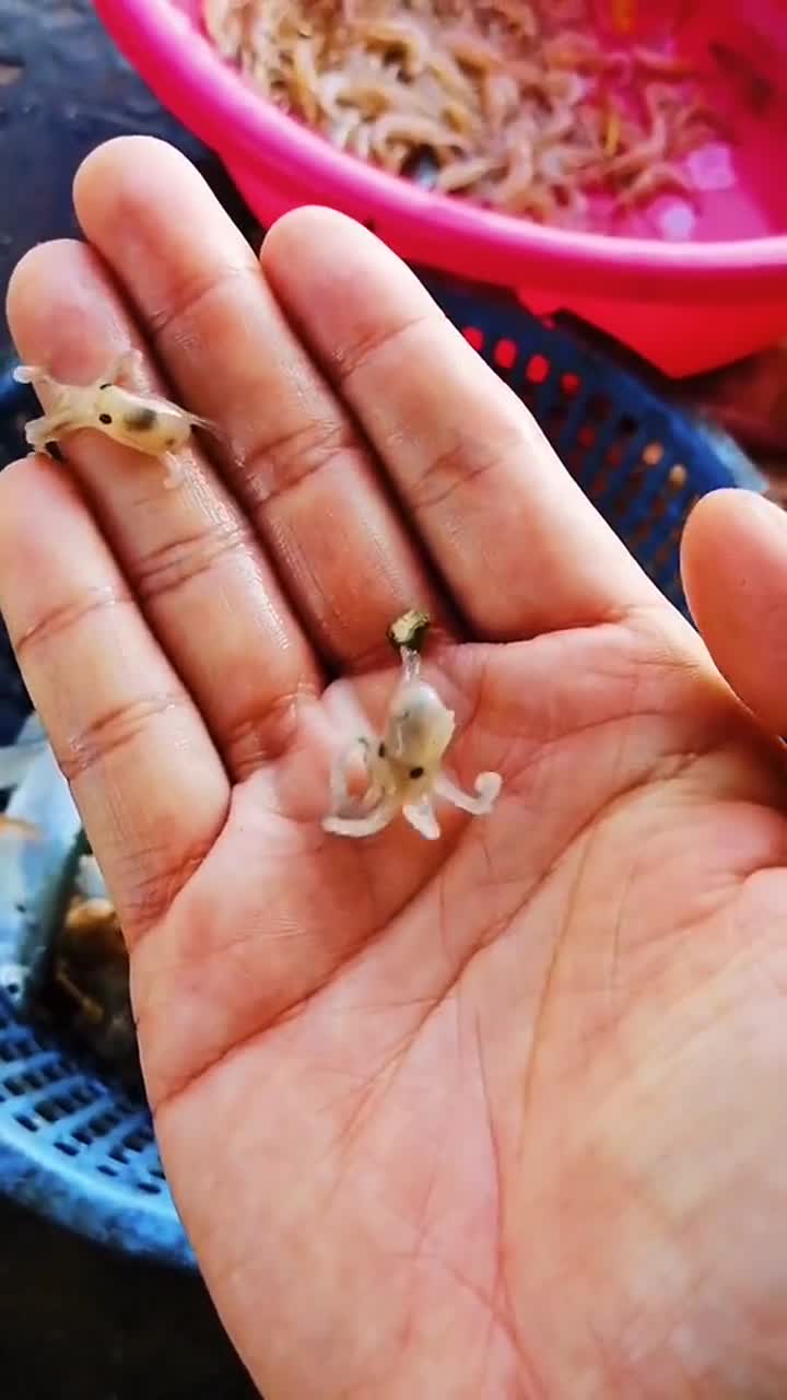 这么可爱的小章鱼,看到的那一刻,我真的惊呆了!