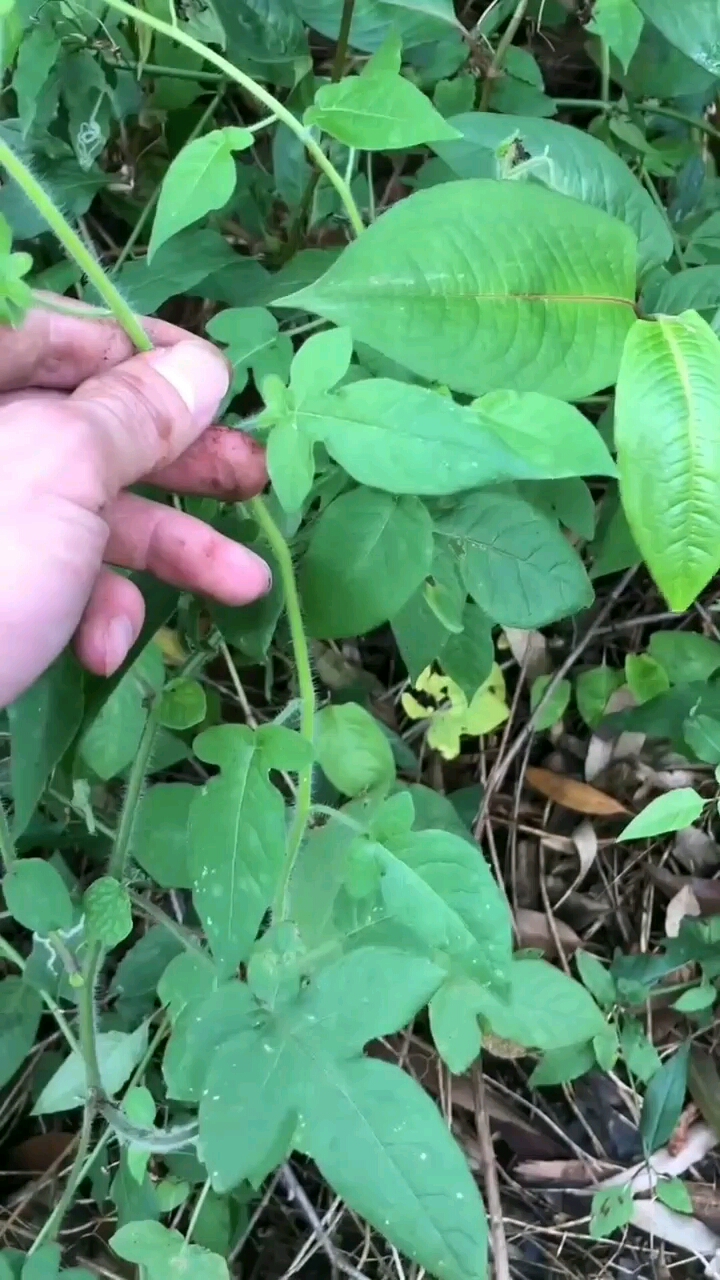 农村的这种野草是一种中草药,有很高的药用价值-度小视