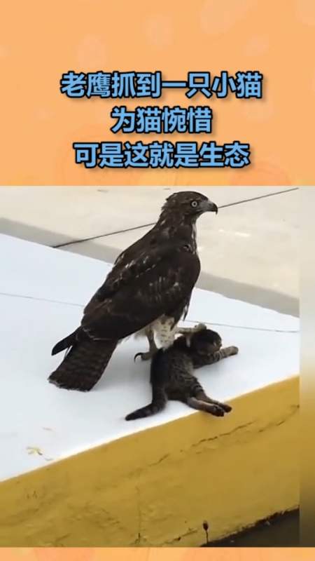 我要上热门#老鹰抓到一只小猫,为猫惋惜,可是这就是生态