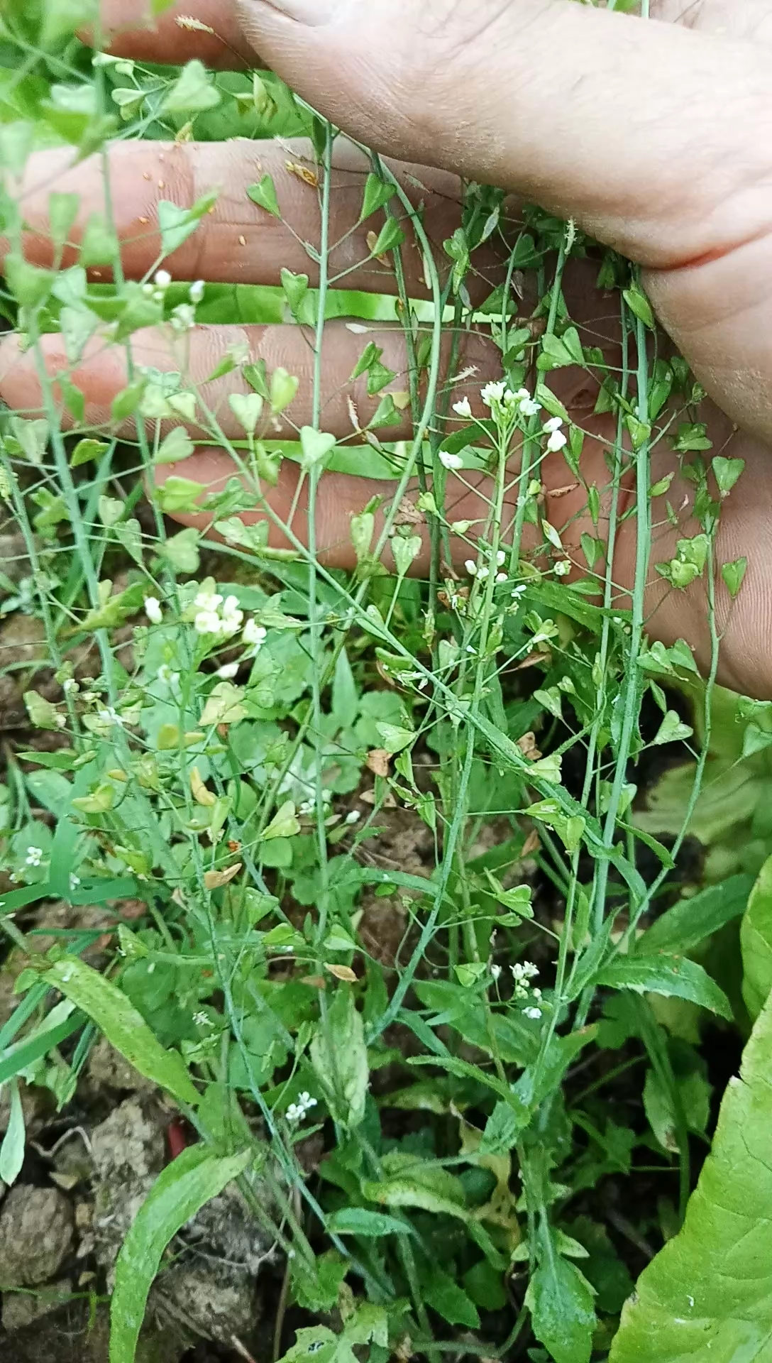 乡村生活#荠菜的种子你们见过吗?像形