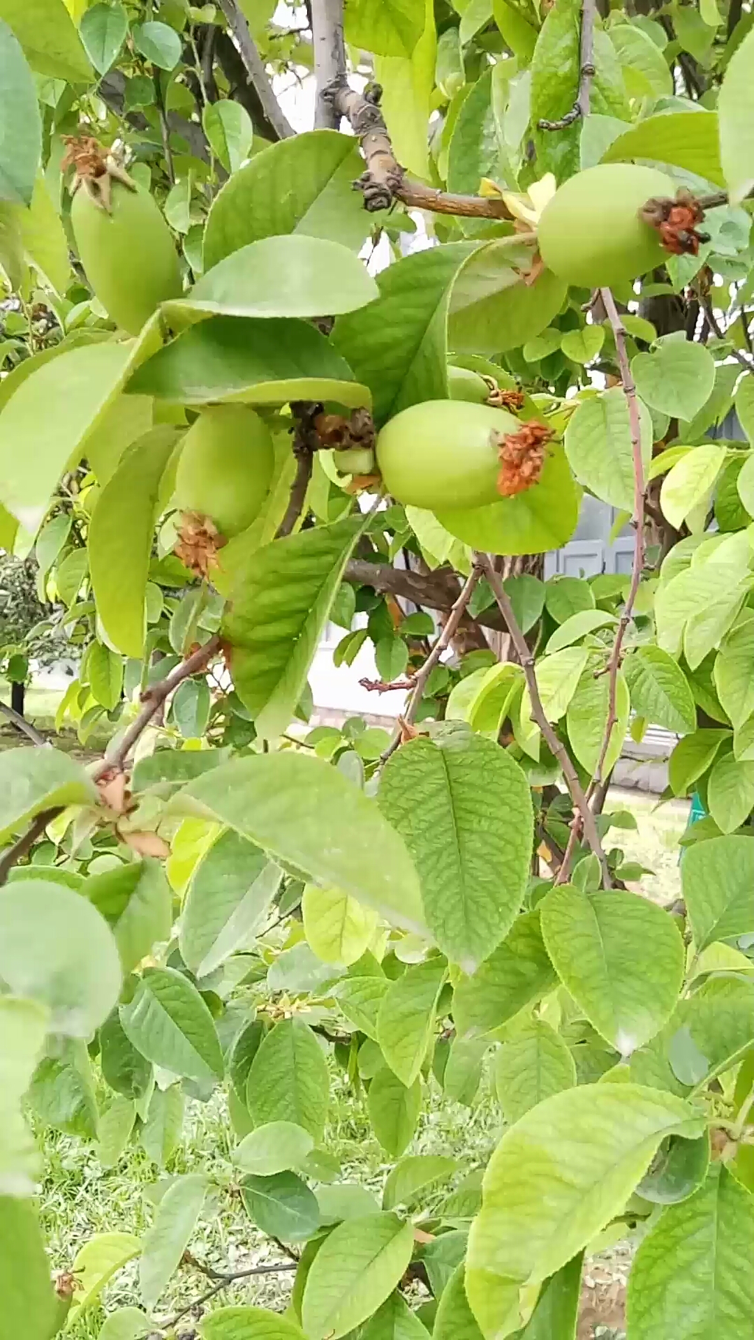 北方的木瓜结果子了,是一种药材!