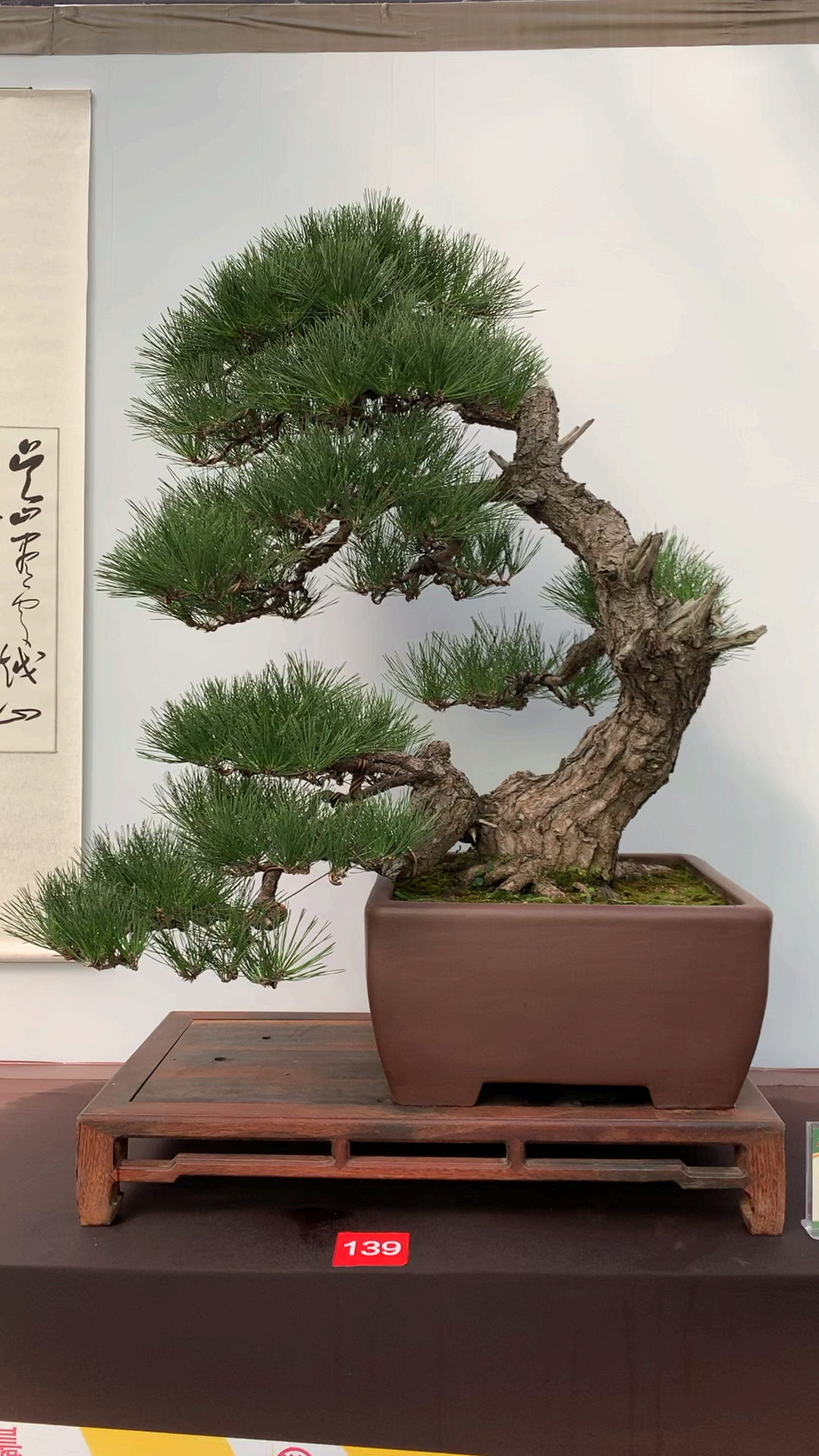 百年老松 苍劲挺拔