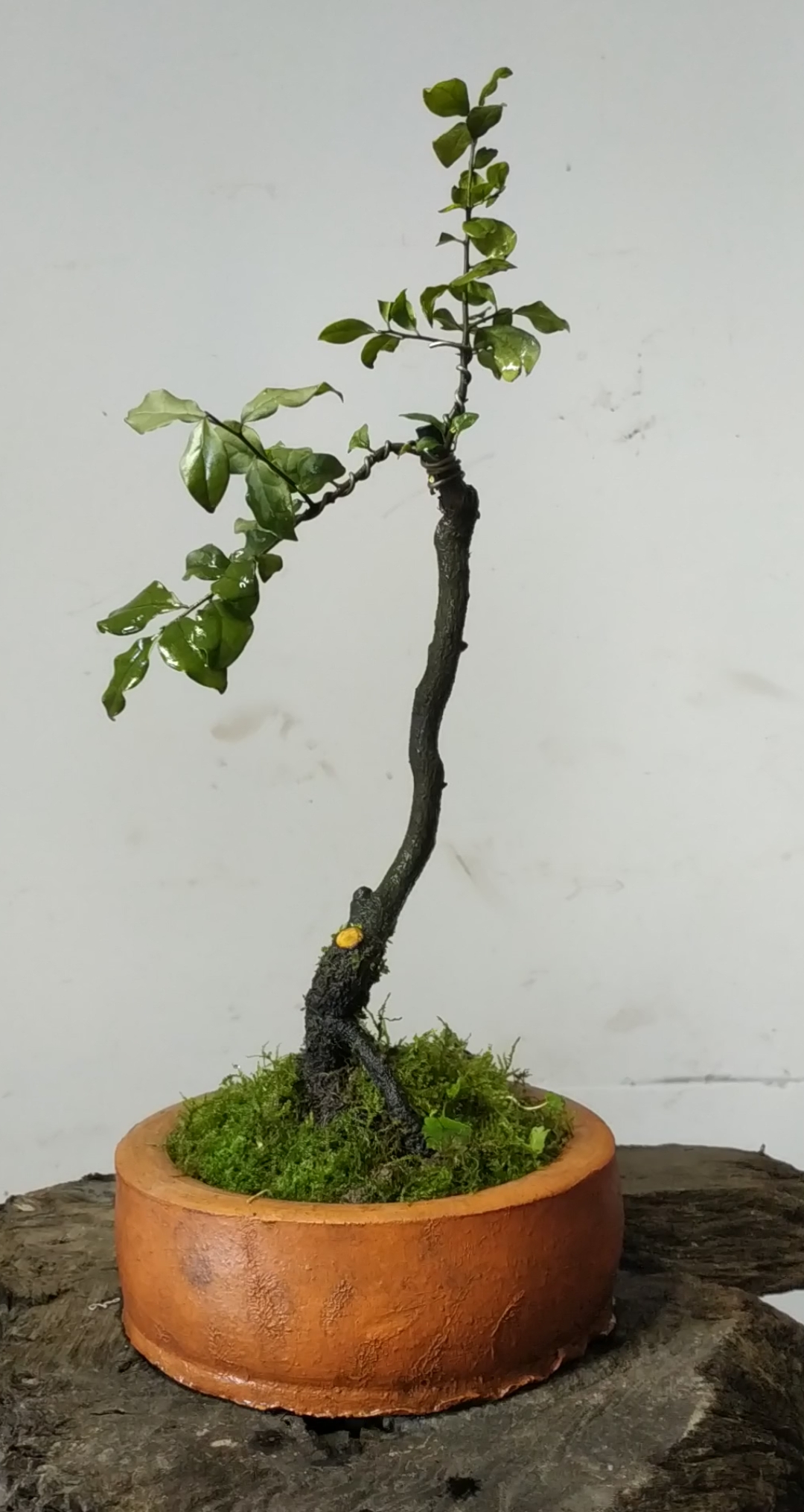 金弹子雅致小品