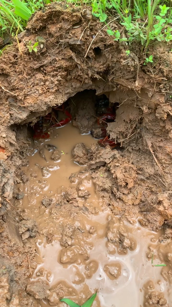 接上一个视频的龙虾洞好多龙虾.