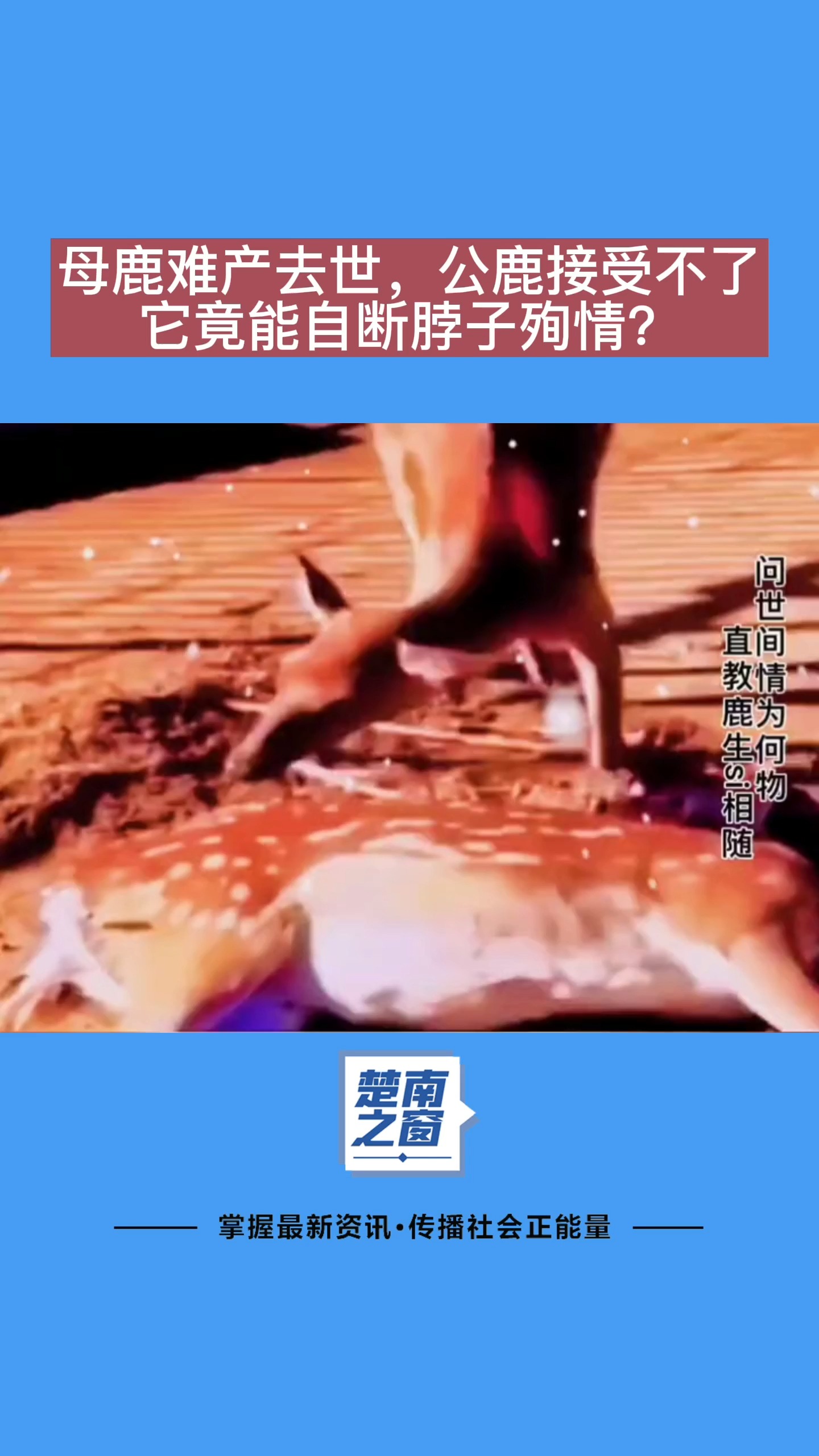 神奇动物在这里#你还知道哪些动物会殉情