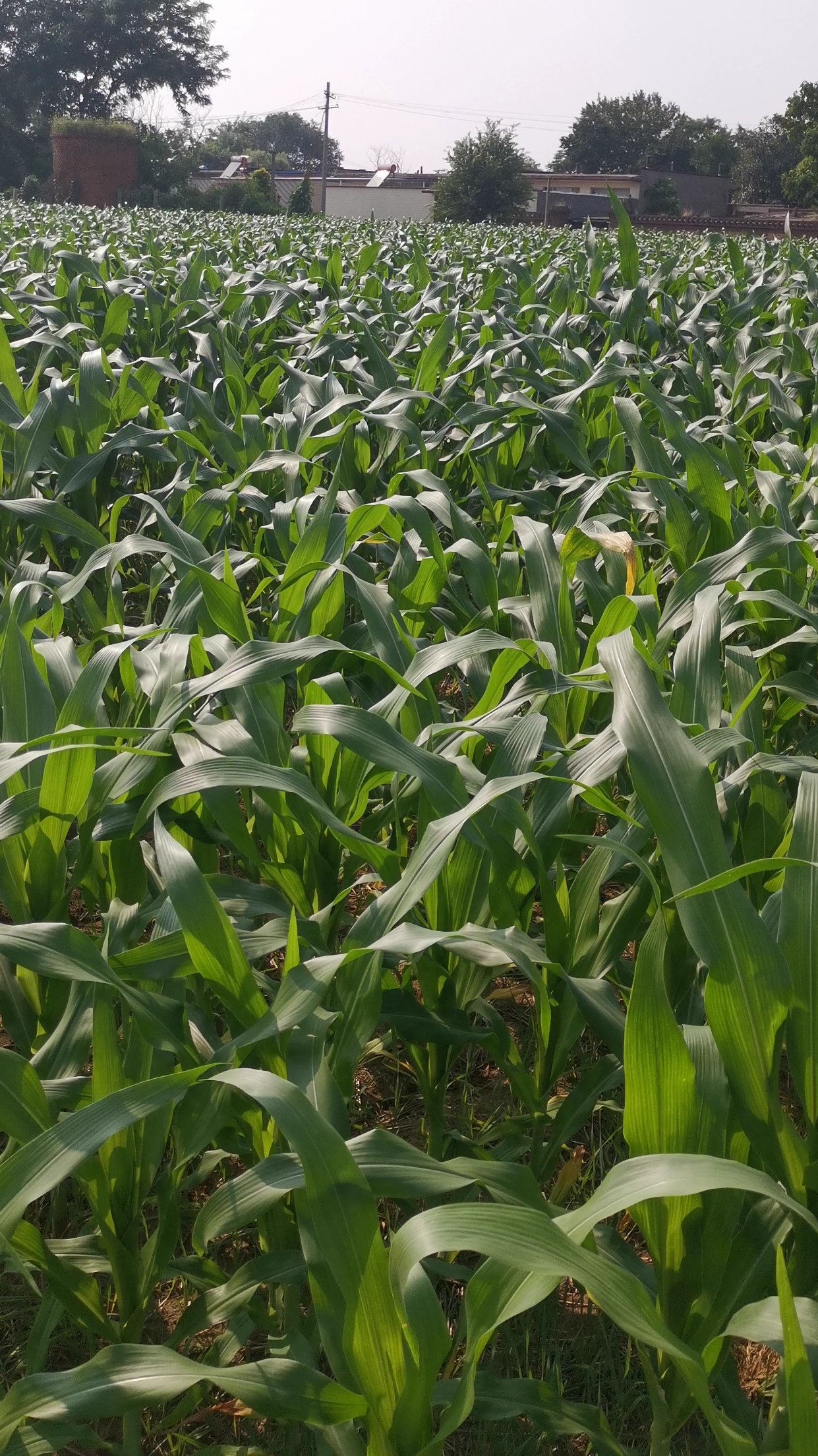 #乡村生活#厂房包围中的玉米地,乡村越来越小了