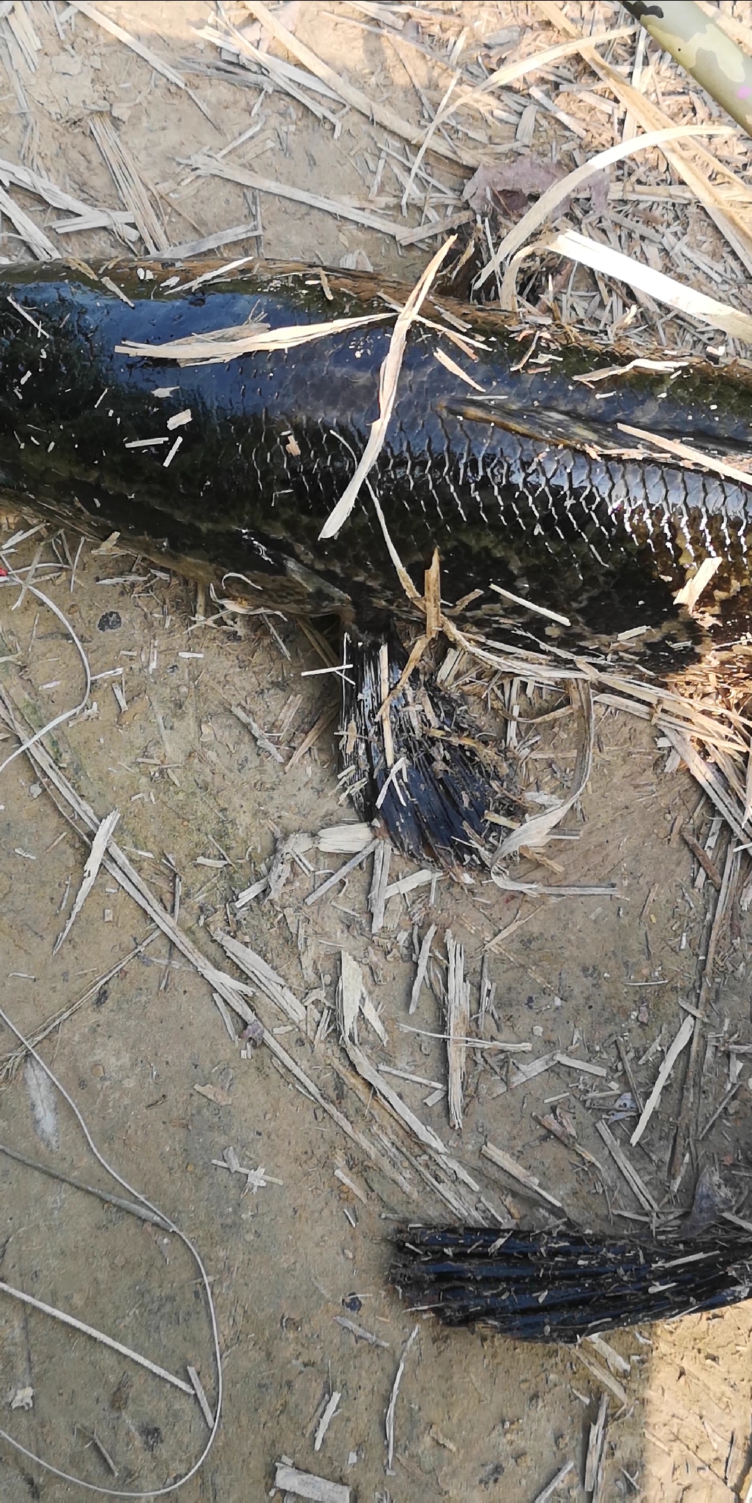 钓鱼#钓到一条不到五十斤的巨黑