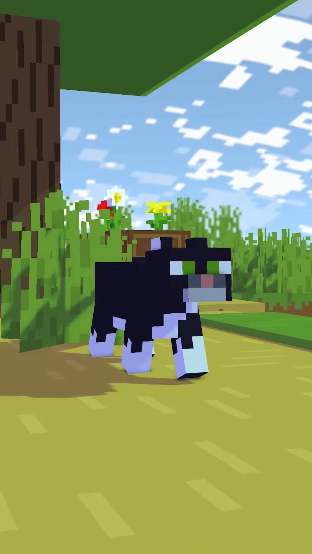 我的世界#我的世界:猫咪也想当网红?