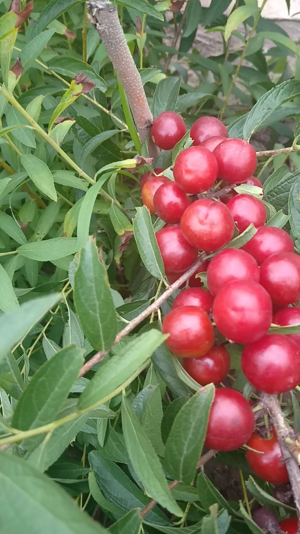 钙果是条致富之路,但是果实口感不一致,甘甜微酸不涩的品种才能畅销