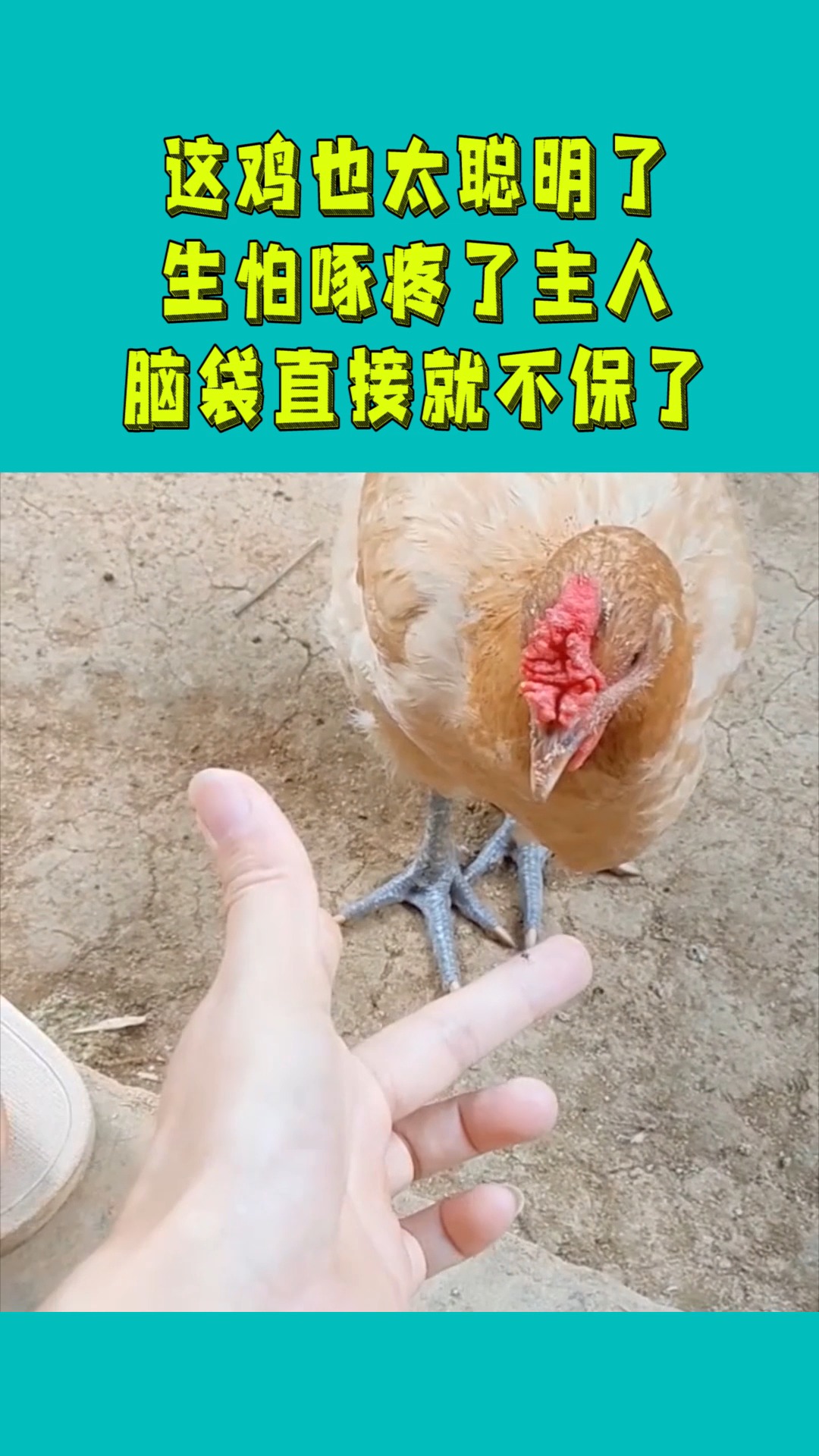 这鸡也太聪明了,生怕啄疼了主人,脑袋直接就不保了!