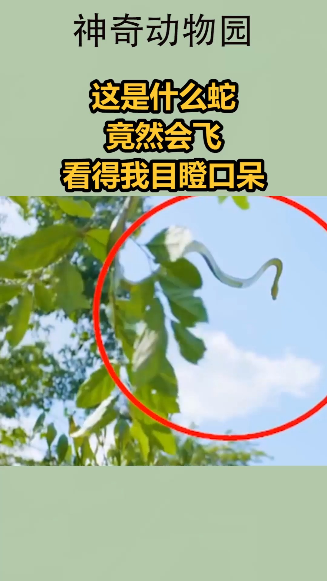 我要上热门#这是什么蛇,竟然会飞,看得我目瞪口呆