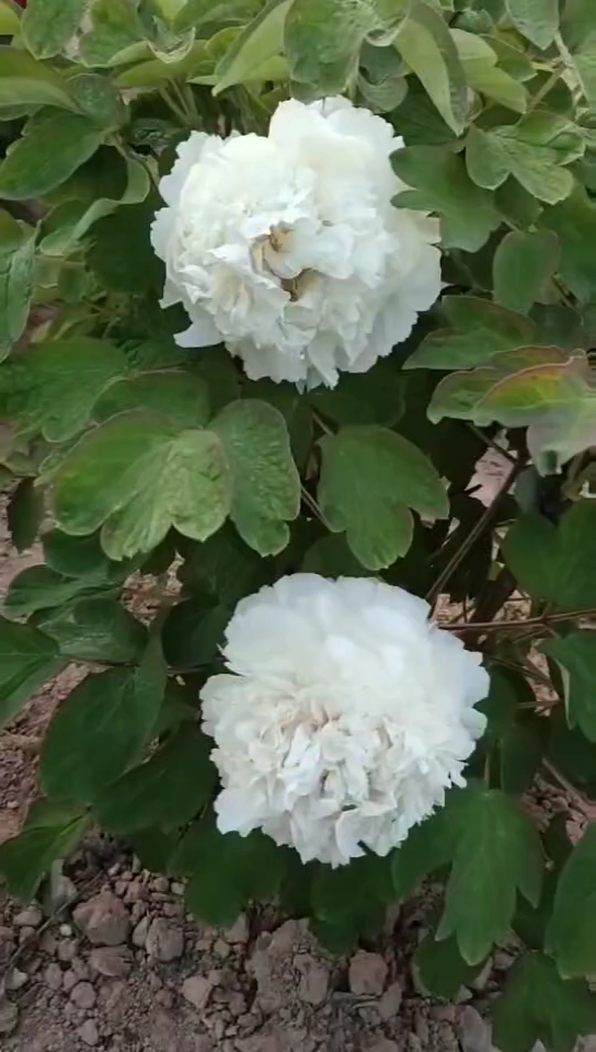 香港味道#黄色牡丹黄翠羽