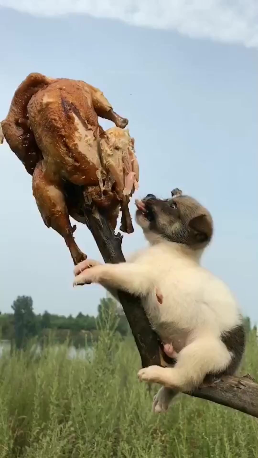 搞笑#这年头为了生存容易吗?