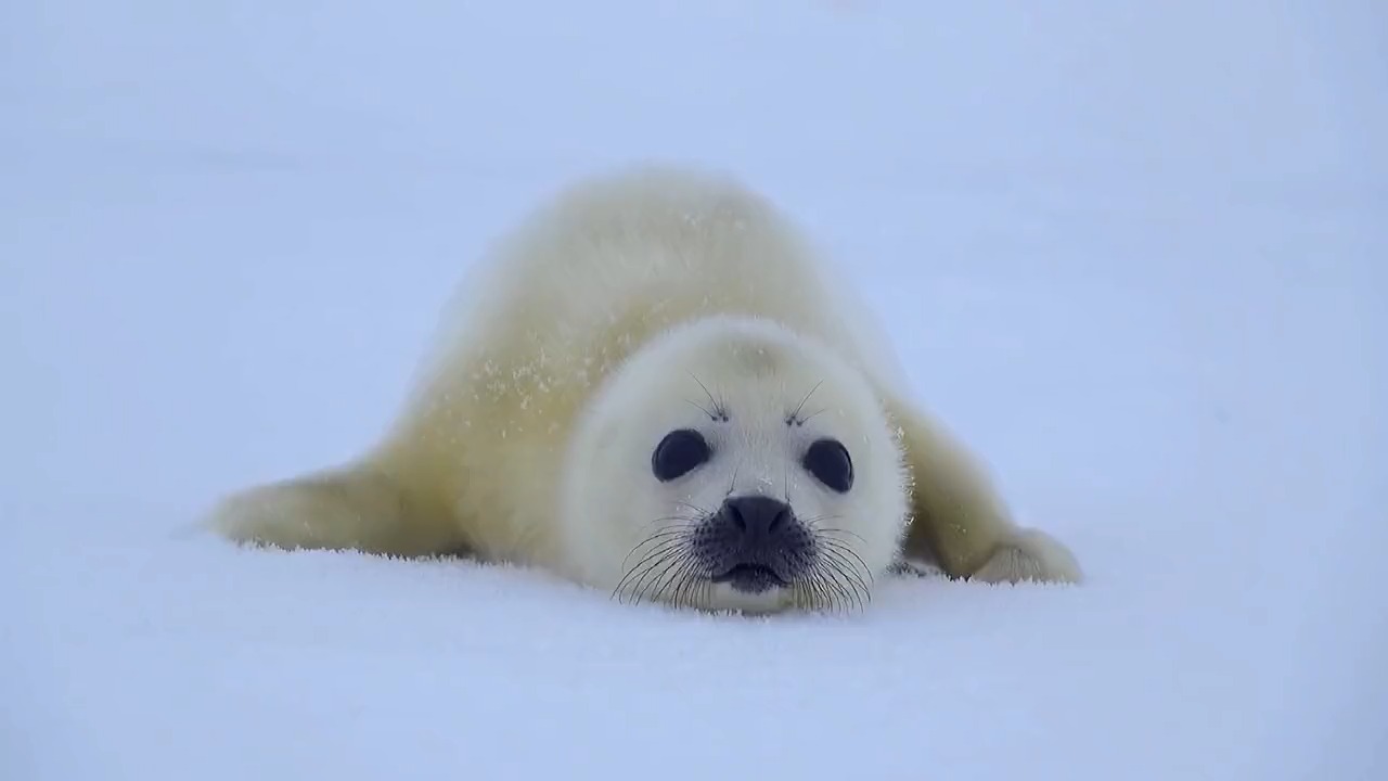 可爱的北极熊宝宝#我会一直爱你 你可以反复向我确认
