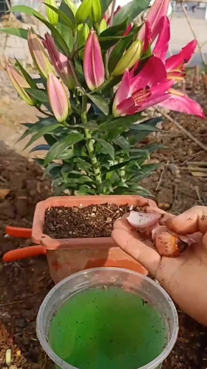 香水百合球片繁殖技巧,一般人不懂,您学会了吗