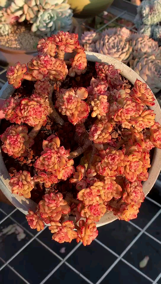 腊牡丹老桩元宵节快乐