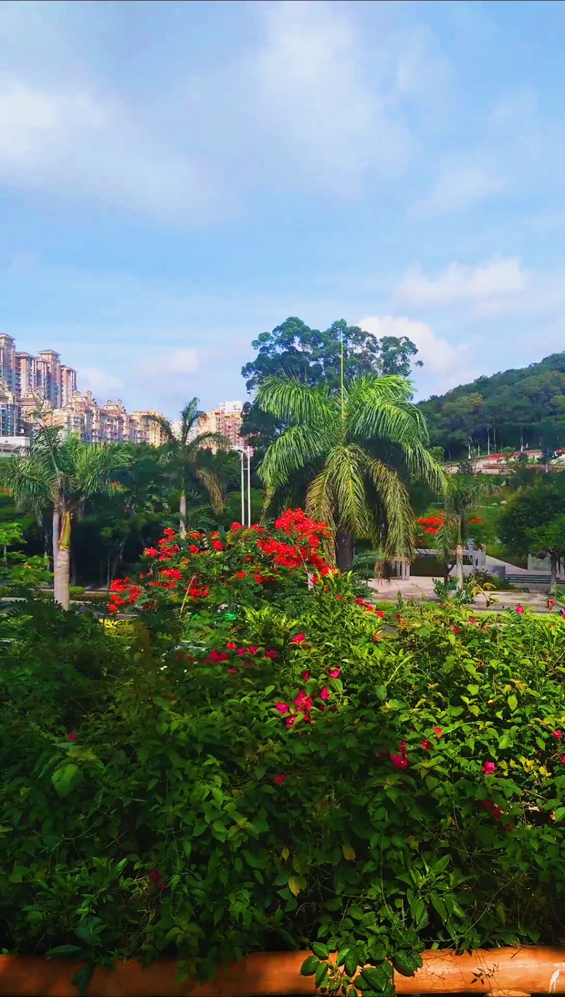 我要上热门#厦门虎头山公园景观