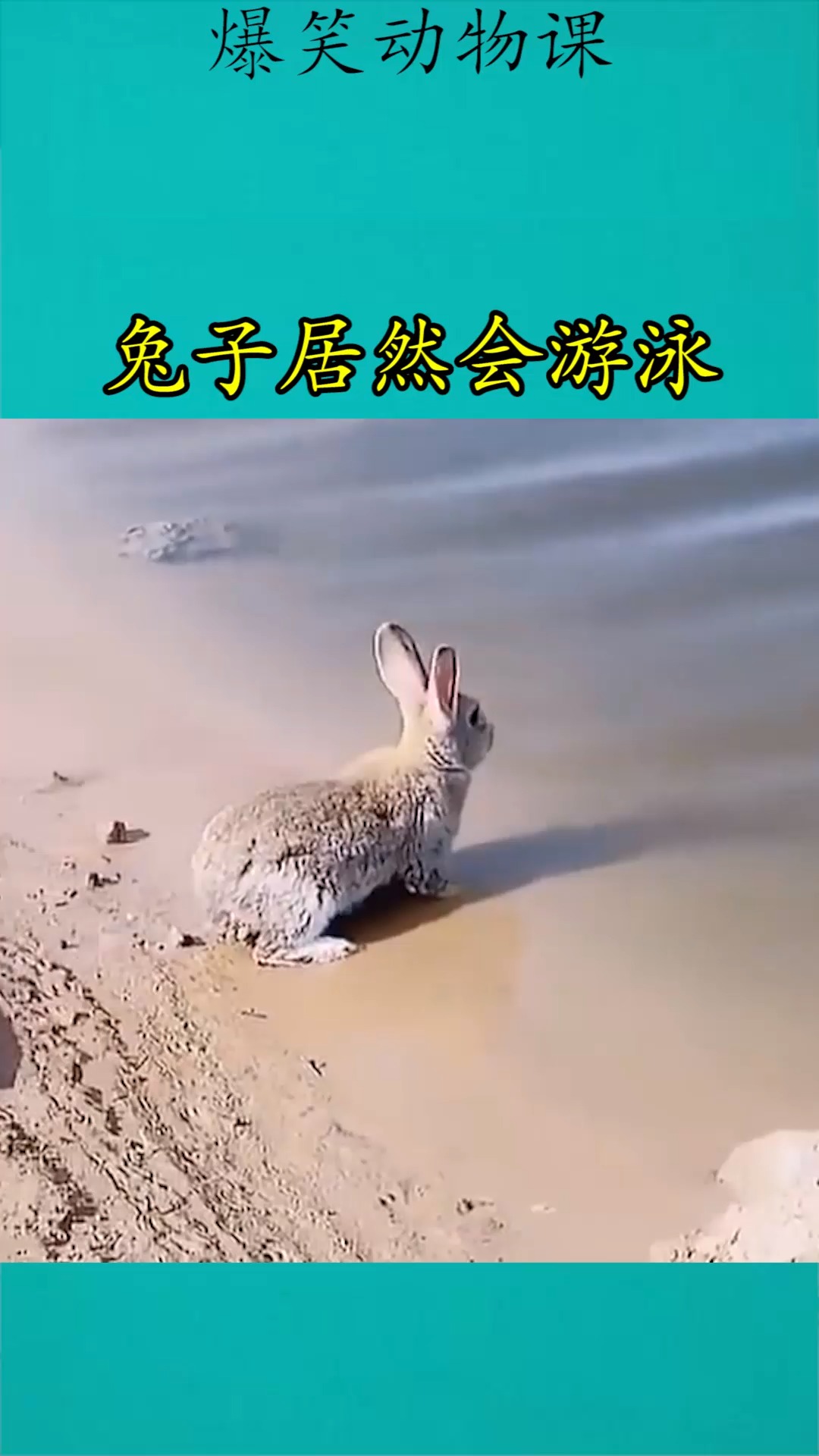 我要上热门#兔子居然会游泳