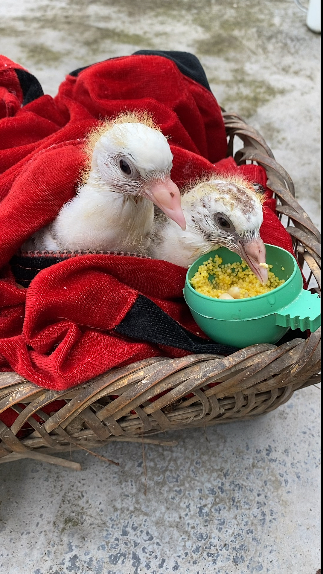 最懒的鸟兄鸟弟,吃饭都懒得起床