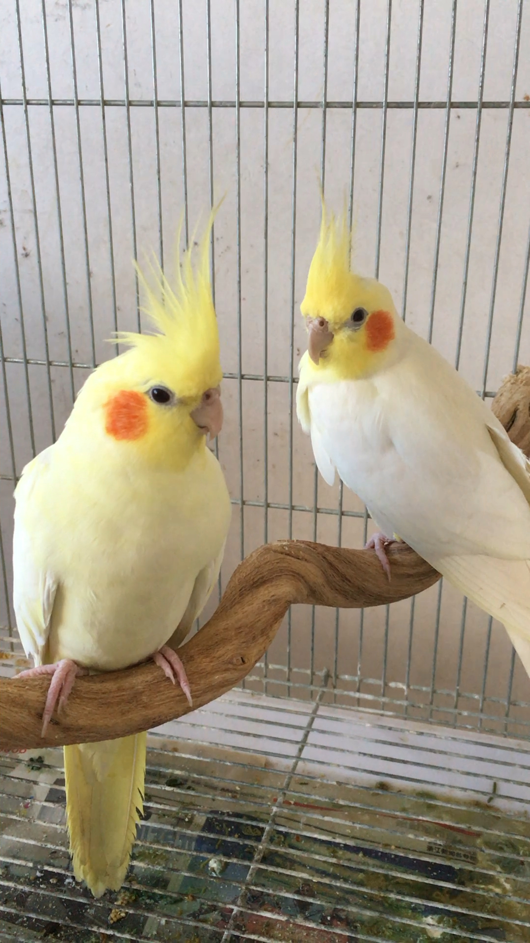 好可爱的小鹦鹉!玄凤鹦鹉分公母!