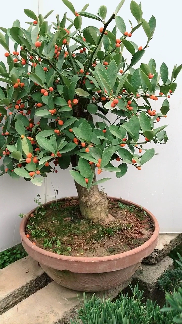 金豆子盆景 寓意财源滚滚