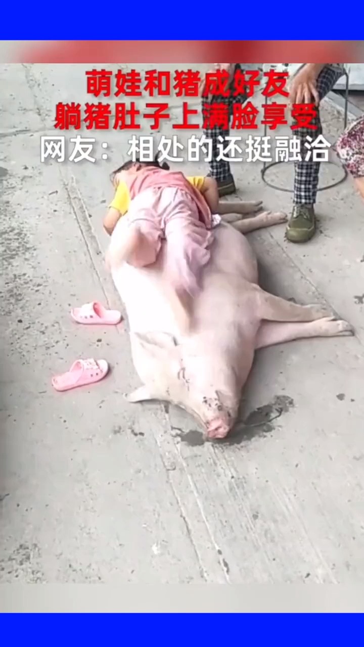 萌娃和猪成好友躺猪肚子上满脸享受网友相处的还挺融洽