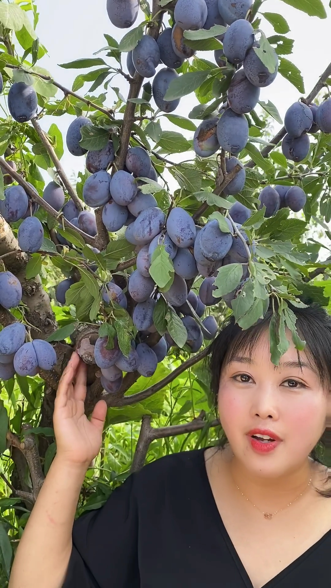 蓝蜜西梅李子丰产干碗离核8月末成熟