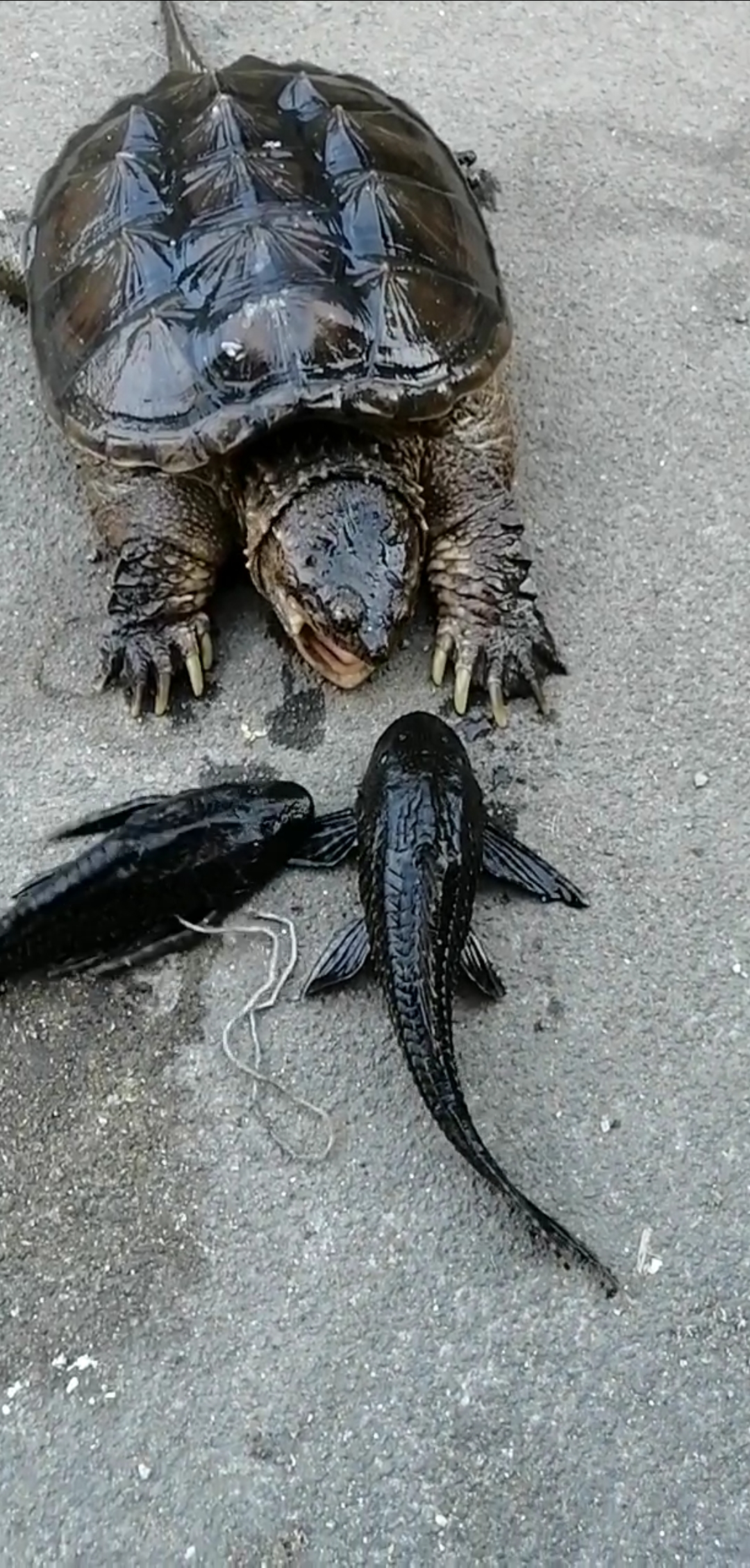 鳄鱼龟陆地捕食清道夫