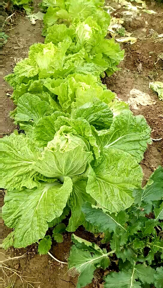 自家种的黄心菜