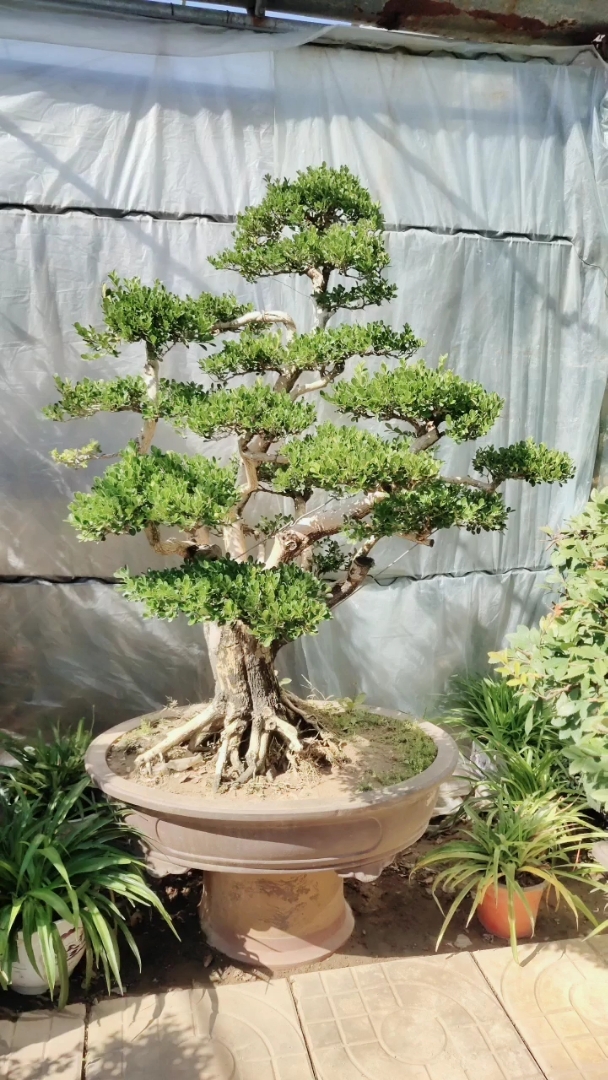 精品大型黄杨盆景老桩