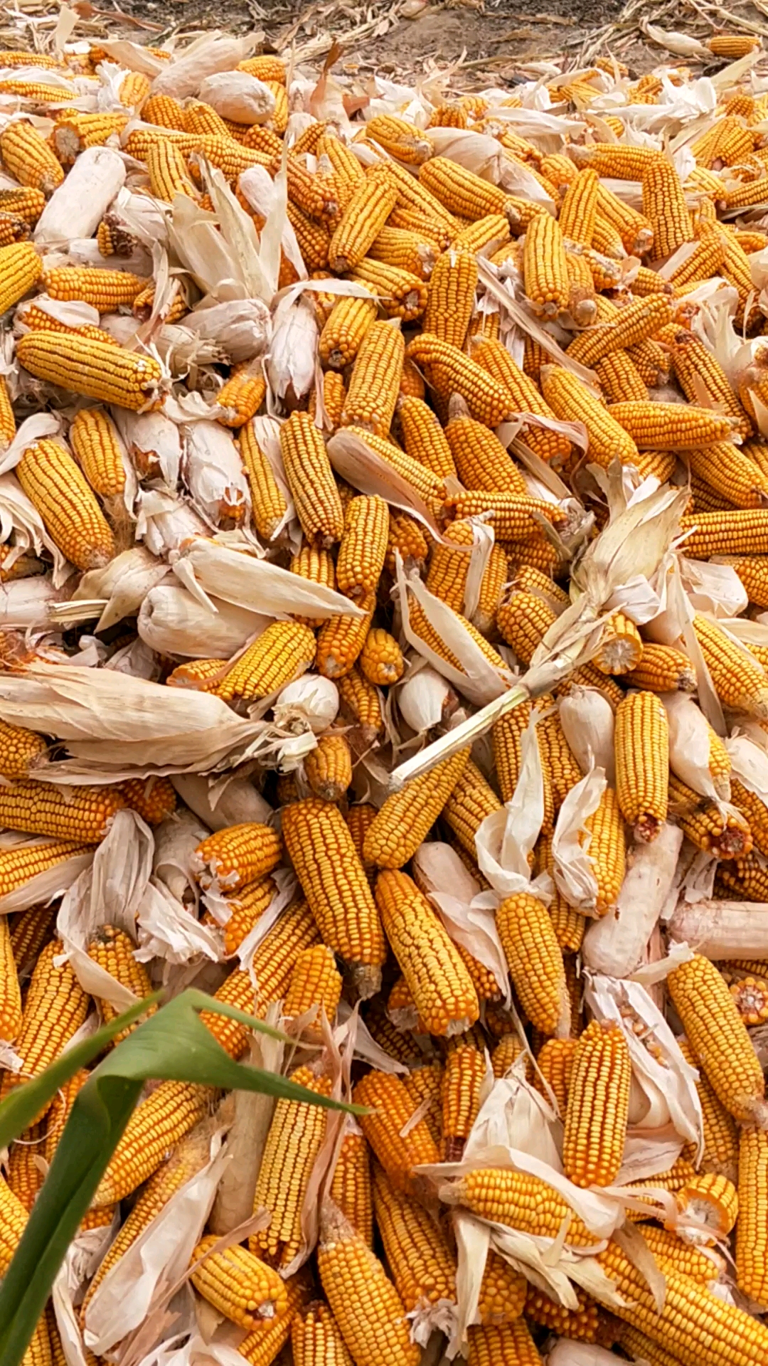 十一出游记#看这玉米