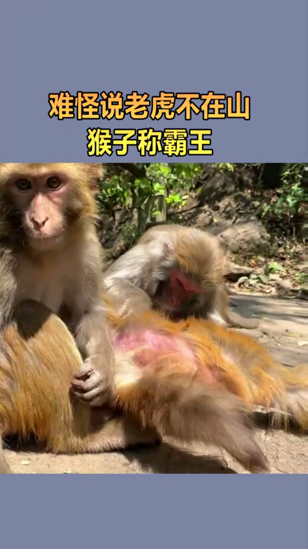 猴子欺负老虎图片