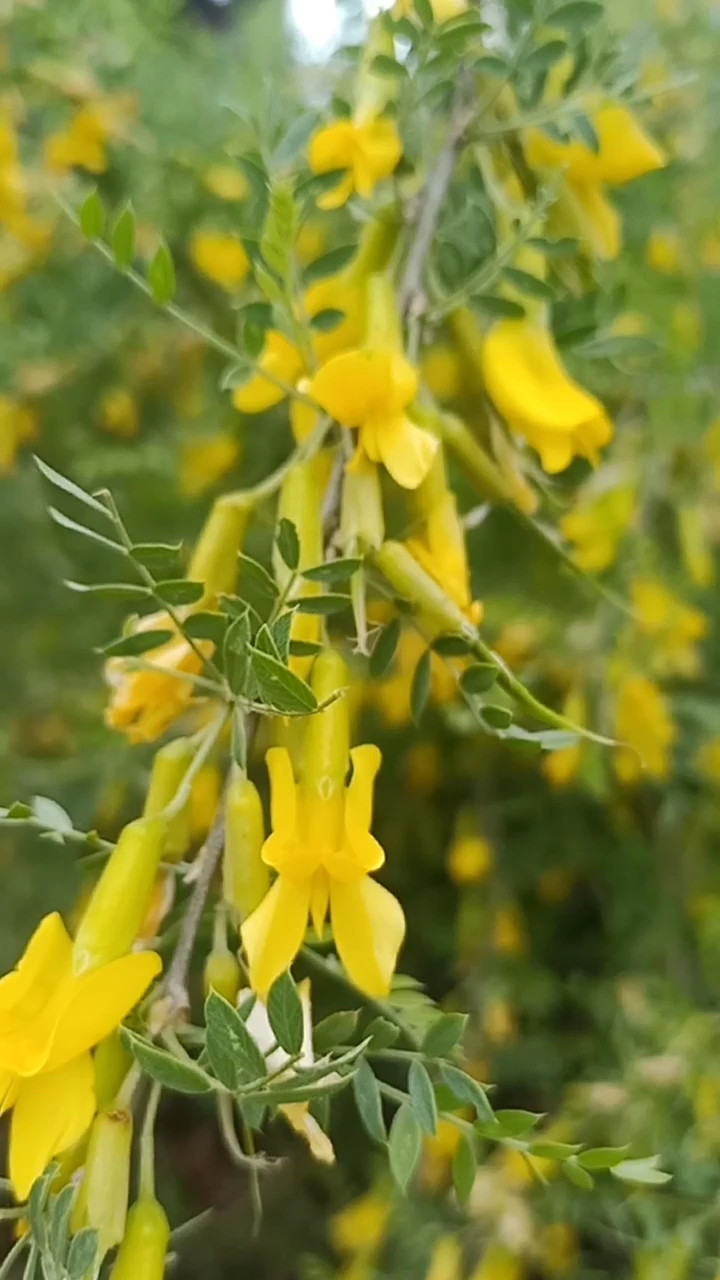 柠条花开见者富贵
