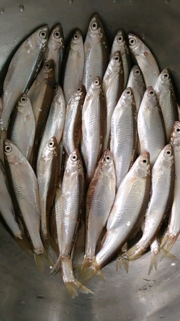 小白鱼这样做又酥又脆!