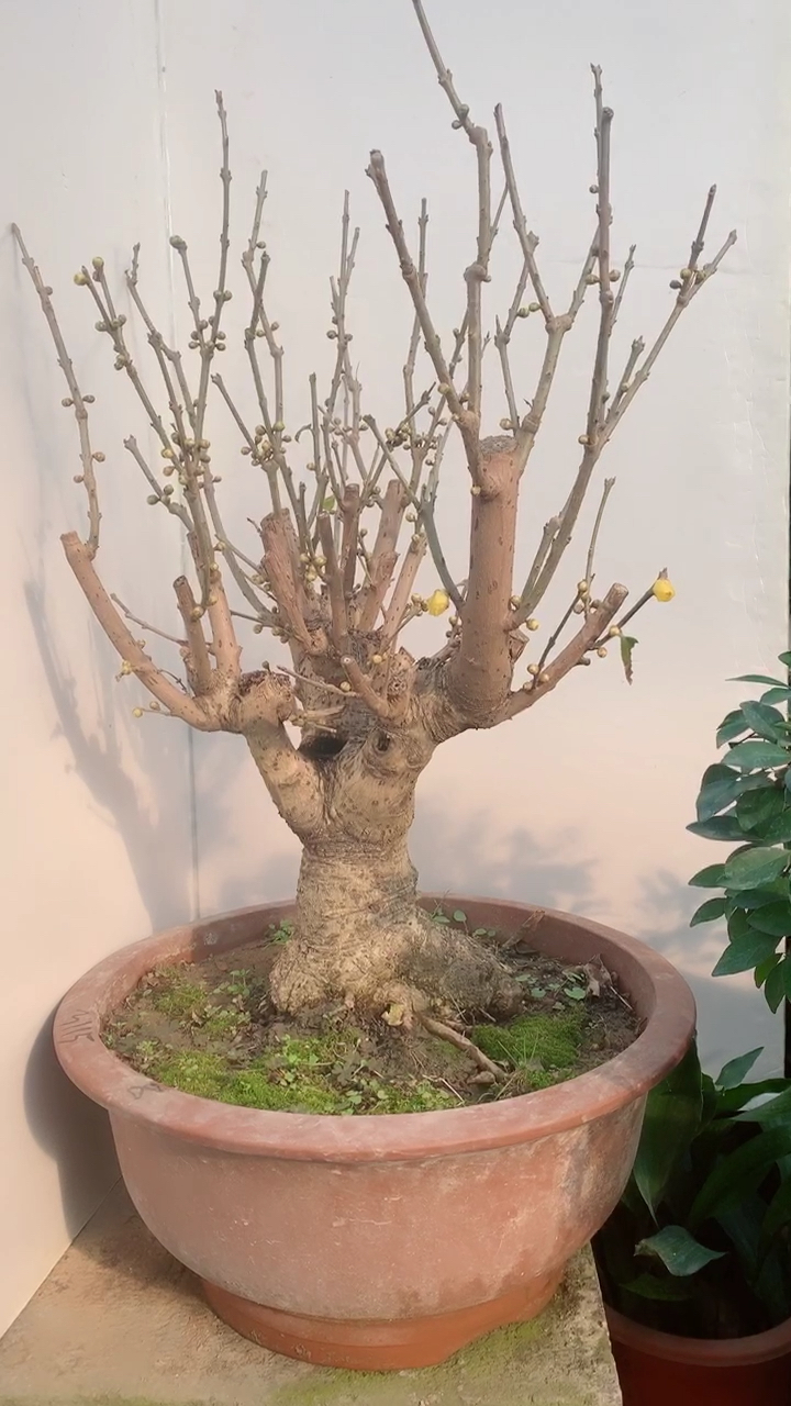 千奇百怪盆景桩#精品素心腊梅老桩