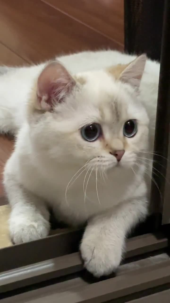 小媳妇金点猫喵星人英短撸猫萌宠喵了个喵仙女猫