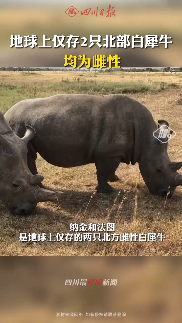 地球上仅存两只北部白犀牛,他们是彼此最后的同类