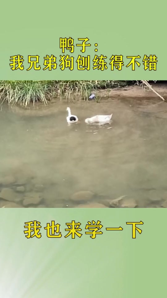 搞笑段子#这狗刨的姿势深得真传,看来没白跟汪混!